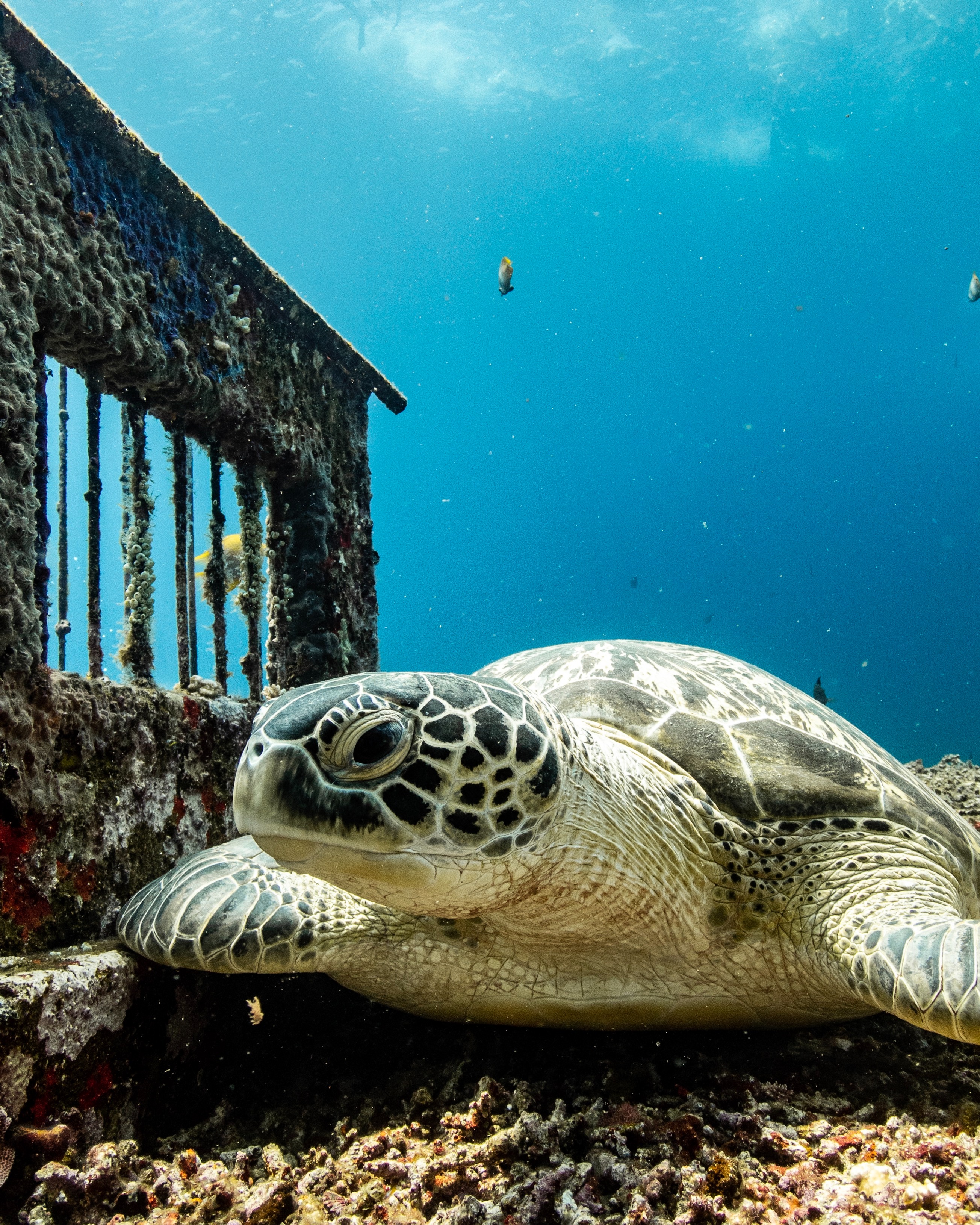 Coral reef ecosystem supporting marine life and scuba diving activities